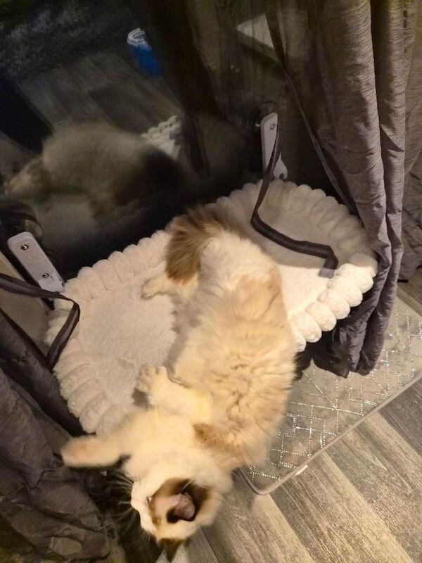 8 month old female bi colour ragdoll - Image 3 of 4