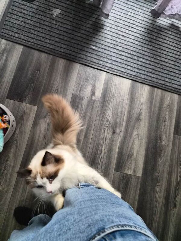 8 month old female bi colour ragdoll - Image 4 of 4