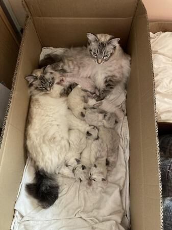 8 week old pure bred ragdoll kittens. for sale in Landulph, Cornwall
