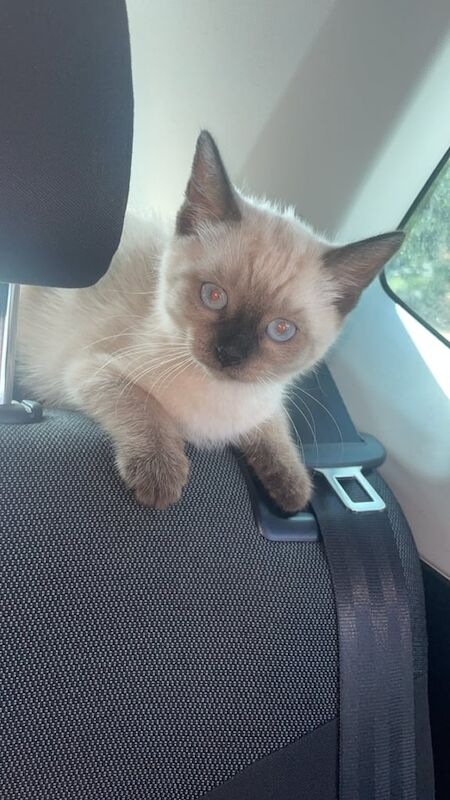 Ragdoll kittens for sale in Redbridge, Greater London – 8 weeks old