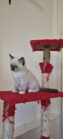 8 weeks male Ragdoll kitten for sale in Borehamwood, Hertfordshire - Image 2