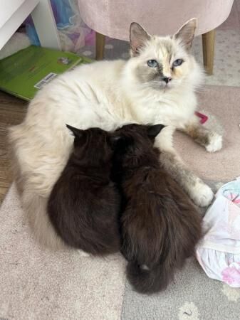 8 weeks old female kittens black ragdoll mix for sale in Stafford, Staffordshire