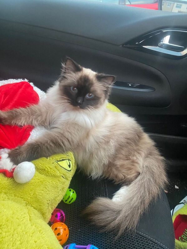 Ragdoll kittens for sale in Llanedeyrn Village / Pentref Llanedeyrn, South Gla – 8 months old