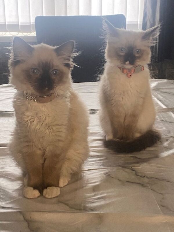 Ragdoll kittens for sale in Llanedeyrn Village / Pentref Llanedeyrn, South Gla – 8 months old - Image 2 of 4