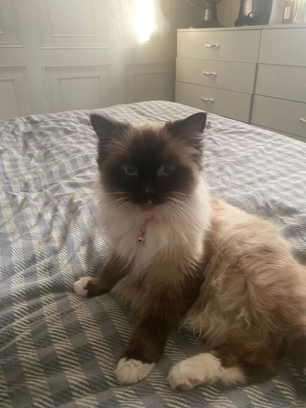 Ragdoll kittens for sale in Llanedeyrn Village / Pentref Llanedeyrn, South Gla – 8 months old - Image 3 of 4