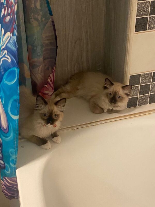 Ragdoll kittens for sale in Llanedeyrn Village / Pentref Llanedeyrn, South Gla – 8 months old - Image 4 of 4