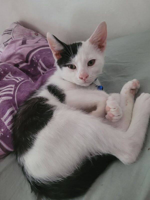 Ragdoll kittens for sale in Great Barr, West Midlands β 9 weeks old
