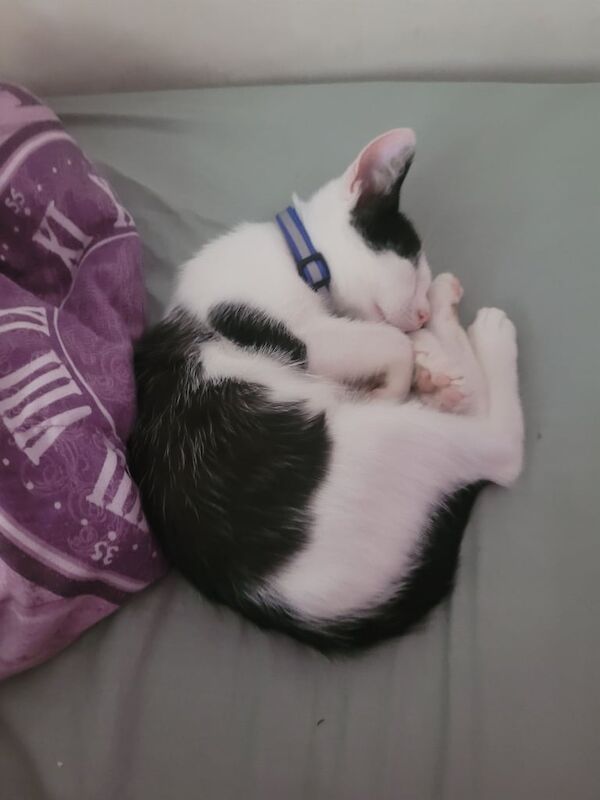 Ragdoll kittens for sale in Great Barr, West Midlands – 9 weeks old - Image 2 of 3