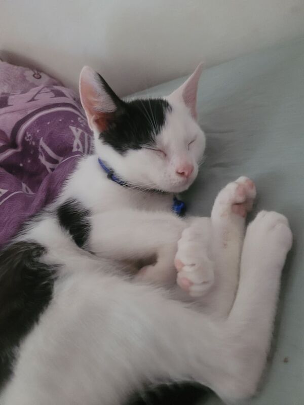 Ragdoll kittens for sale in Great Barr, West Midlands – 9 weeks old - Image 3 of 3