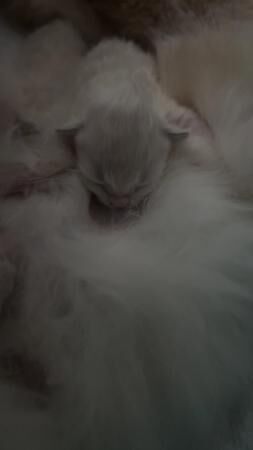 9 week old ragdoll kittens for sale in Batley, West Yorkshire