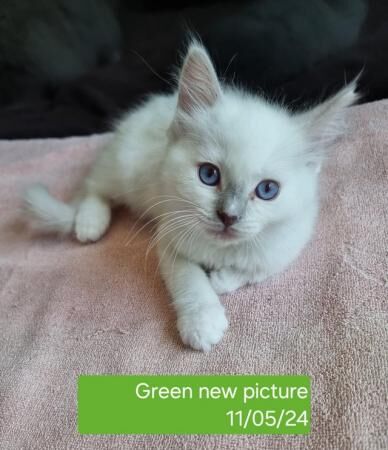 9 Week Old Ragdoll Males! 2 Left Ready Now! for sale in Wakefield, West Yorkshire