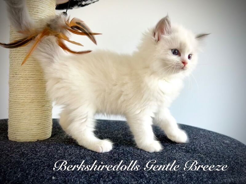 Absolutely adorable, affectionate pedigree ragdoll kittens
