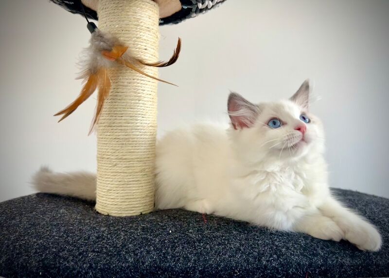 Absolutely adorable, affectionate pedigree ragdoll kittens