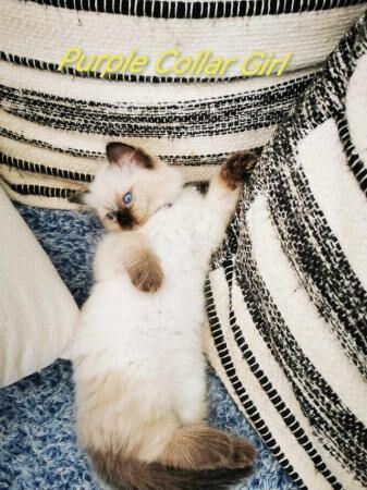 Absolutely beautiful 6 ragdoll kittens for sale in Worcester, Worcestershire