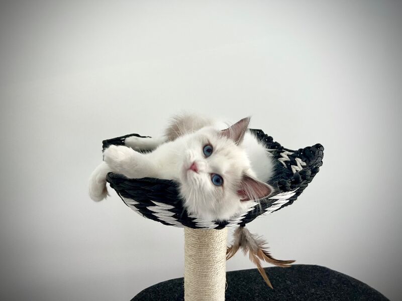 Absolutely gorgeous show quality ragdoll kitten ready to go