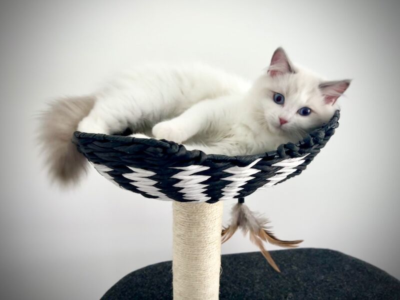 Absolutely gorgeous show quality ragdoll kitten ready to go - Image 2 of 8