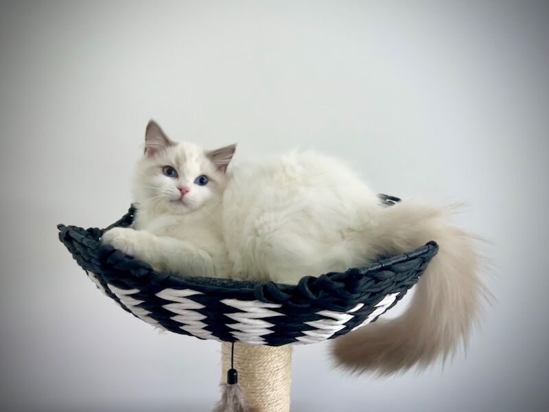 Absolutely gorgeous show quality ragdoll kitten ready to go - Image 3 of 8