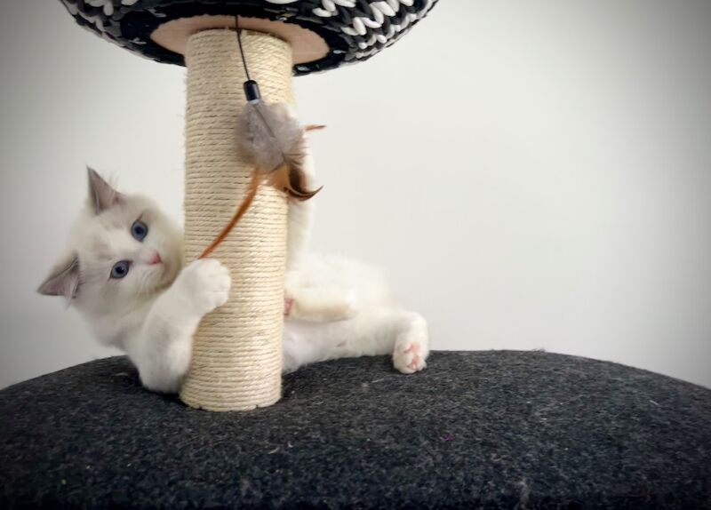 Absolutely gorgeous show quality ragdoll kitten ready to go - Image 4 of 8