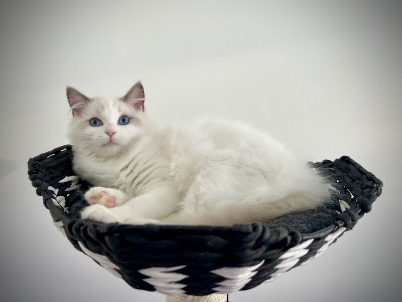 Absolutely gorgeous show quality ragdoll kitten ready to go - Image 5 of 8