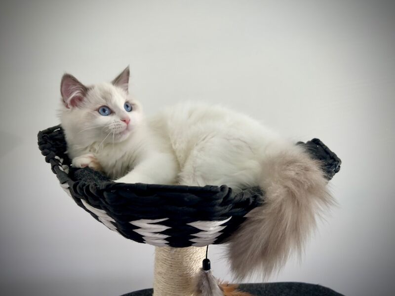 Absolutely gorgeous show quality ragdoll kitten ready to go - Image 6 of 8