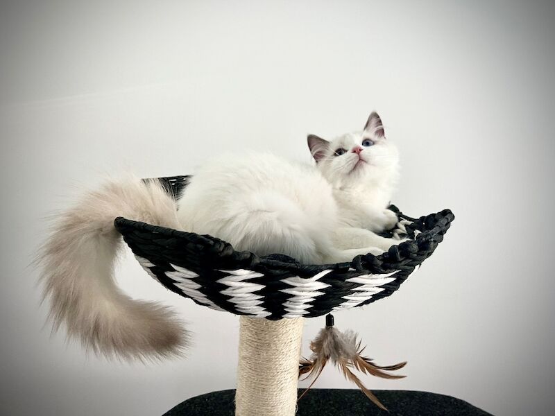 Absolutely gorgeous show quality ragdoll kitten ready to go - Image 7 of 8