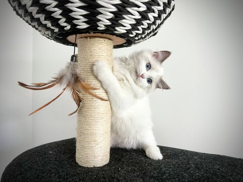 Absolutely gorgeous show quality ragdoll kitten ready to go - Image 8 of 8