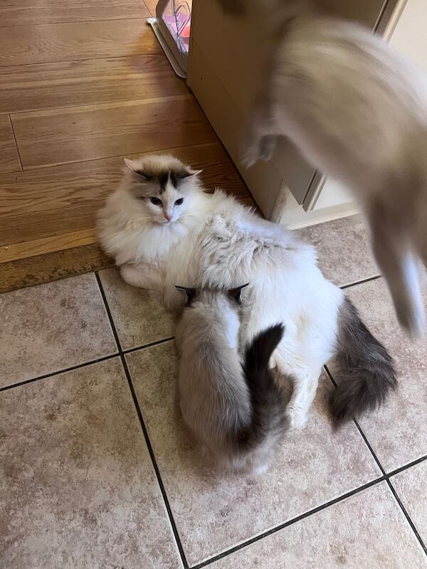 Ragdoll kittens for sale in Kinross, Perth and Kinross – 3 years old