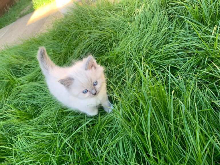 Adorable Blue Point Ragdoll Kittens Looking for Their Forever Homes!