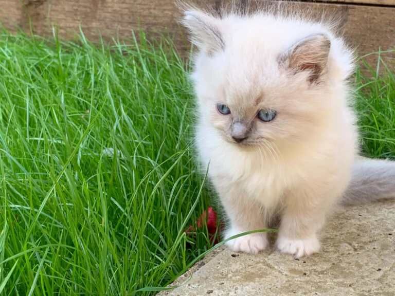 Adorable Blue Point Ragdoll Kittens Looking for Their Forever Homes! - Image 2 of 5