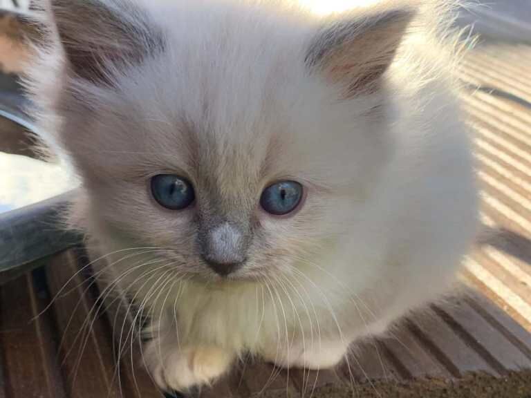 Adorable Blue Point Ragdoll Kittens Looking for Their Forever Homes! - Image 3 of 5