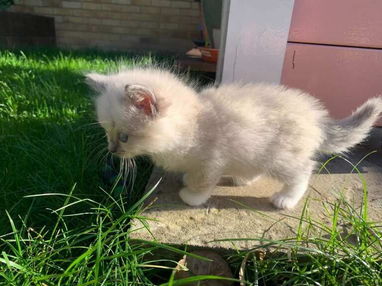 Adorable Blue Point Ragdoll Kittens Looking for Their Forever Homes! - Image 5 of 5
