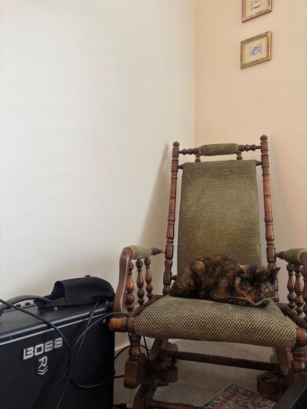 Adorable Calico Girl Kitten - Image 2 of 4