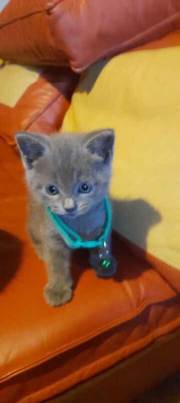 adorable kittens for sale in Cardiff / Caerdydd, South Glamorgan