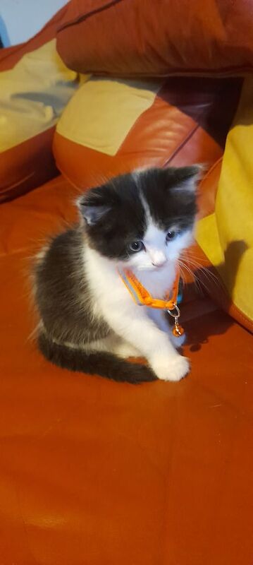 adorable kittens for sale in Cardiff / Caerdydd, South Glamorgan | Image 2