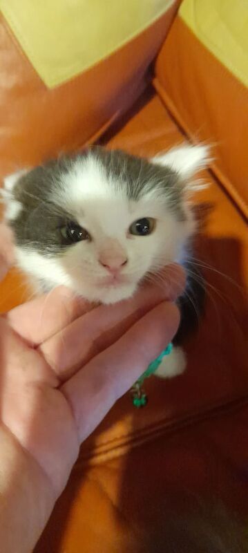 adorable kittens for sale in Cardiff / Caerdydd, South Glamorgan | Image 3