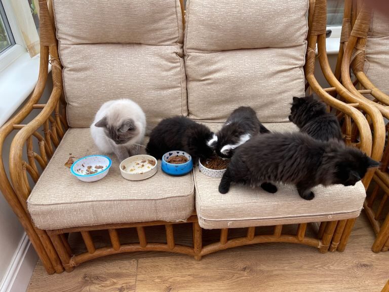 Ragdoll Kittens For Sale
