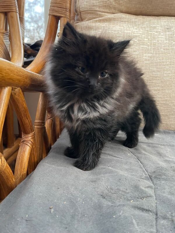 Ragdoll kittens for sale in Norwich, Norfolk – 11 weeks old - Image 2 of 4