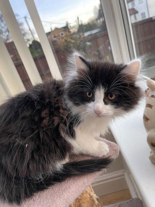 Ragdoll kittens for sale in Norwich, Norfolk – 11 weeks old - Image 3 of 4