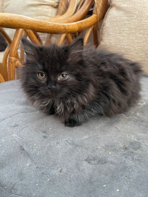 Ragdoll kittens for sale in Norwich, Norfolk – 11 weeks old - Image 4 of 4