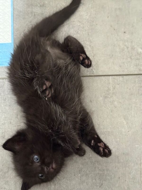Adorable Kittens Looking for Their Forever Homes