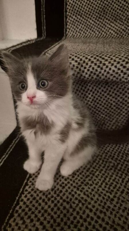 Adorable Kittens Looking for Their Forever Homes