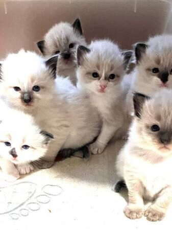 Adorable Kittens Ready in 2 weeks for Their Forever Homes for sale in Bexleyheath, Bexley, Greater London