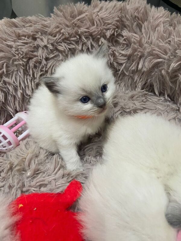 Ragdoll kittens for sale in Sheffield, South Yorkshire – 4 weeks old