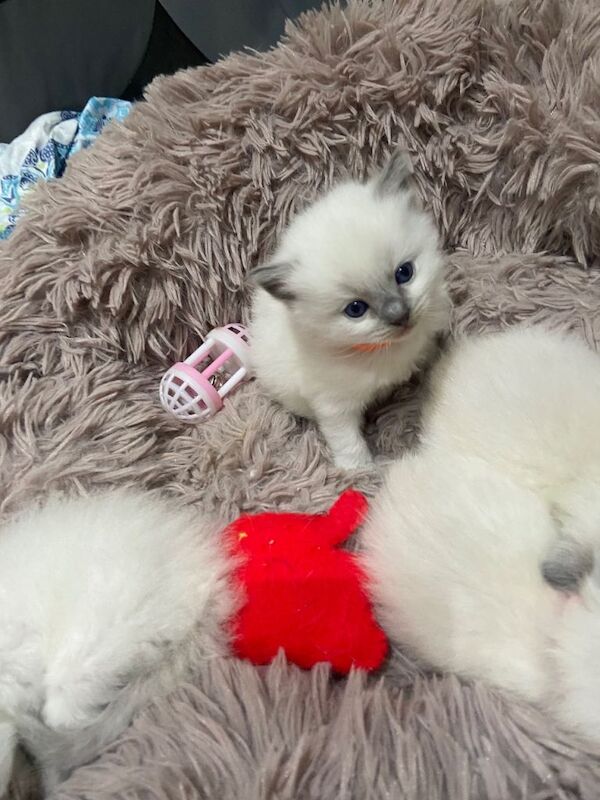 Ragdoll kittens for sale in Sheffield, South Yorkshire – 4 weeks old - Image 2 of 5