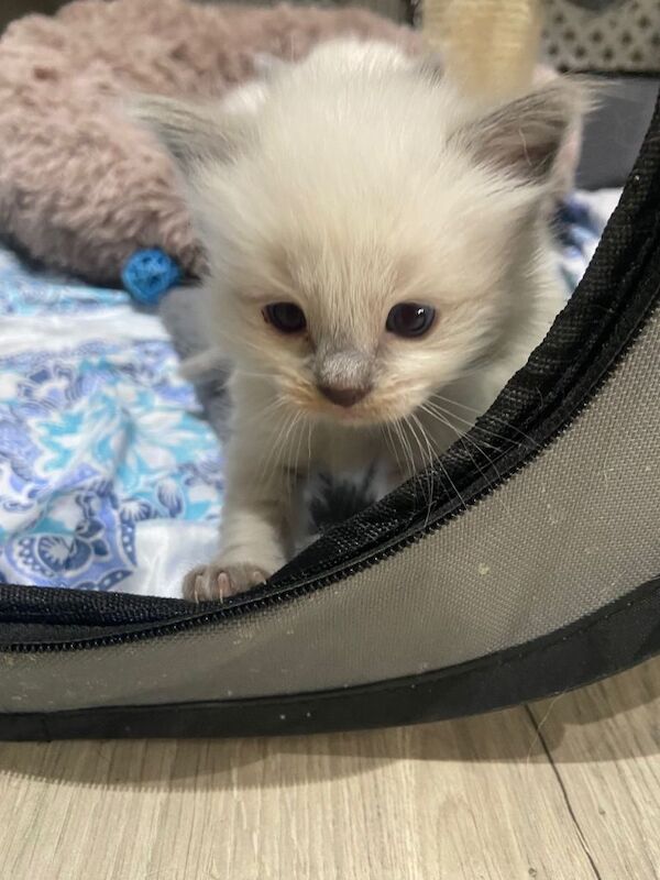 Ragdoll kittens for sale in Sheffield, South Yorkshire – 4 weeks old - Image 3 of 5