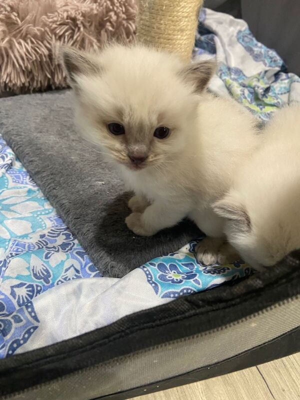 Ragdoll kittens for sale in Sheffield, South Yorkshire – 4 weeks old - Image 4 of 5