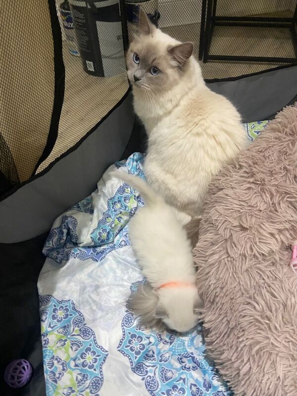 Ragdoll kittens for sale in Sheffield, South Yorkshire – 4 weeks old - Image 5 of 5