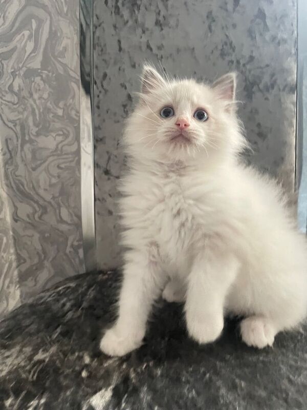 Ragdoll kittens for sale in North Motherwell, Lanarkshire – 11 weeks old