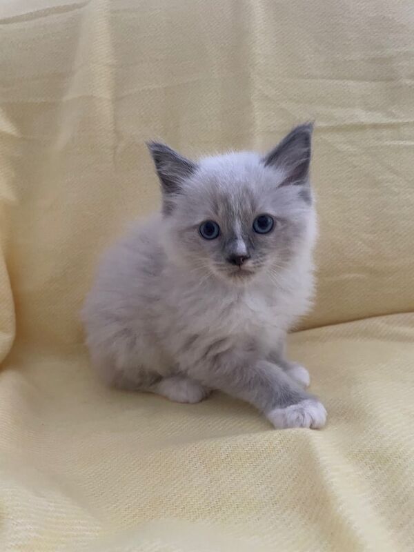 Ragdoll kittens for sale in North Motherwell, Lanarkshire – 11 weeks old - Image 2 of 2