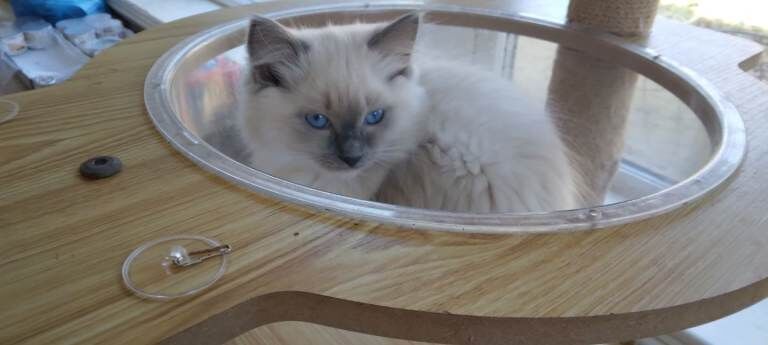 Adorable purebred gccf registered Ragdoll kittens